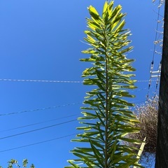 フォックステールパーム（和名：キツネノオヤシ）001の画像