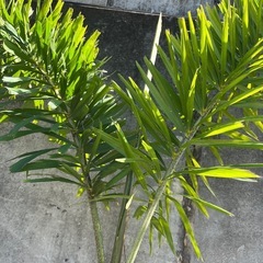 フォックステールパーム（和名：キツネノオヤシ）001の画像