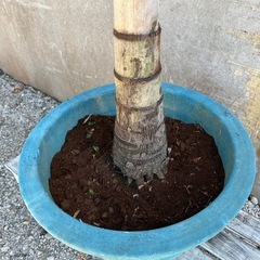 フォックステールパーム（和名：キツネノオヤシ）001の画像