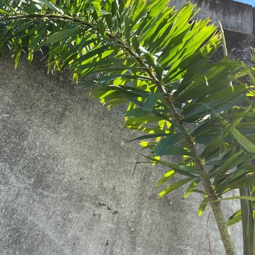 フォックステールパーム（和名：キツネノオヤシ）001