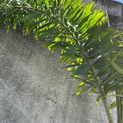 フォックステールパーム（和名：キツネノオヤシ）001の画像