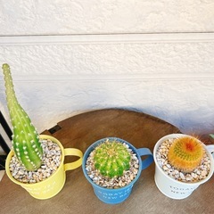 サボテン三兄弟の画像