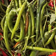 激辛唐辛子🌶️を激安売り(無農薬、無化学肥料)の画像
