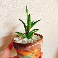 お値下げ✨観葉植物　ハオルチア　十二の巻　手のひらサイズ　リメイク鉢付きの画像