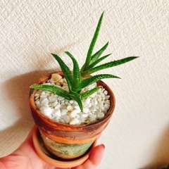 お値下げ✨観葉植物　ハオルチア　十二の巻　手のひらサイズ　リメイク鉢付きの画像