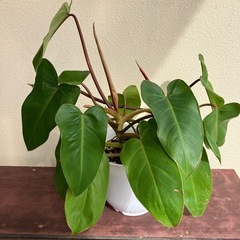 フィロデンドロン🪴の画像