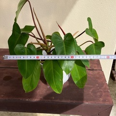 フィロデンドロン🪴の画像