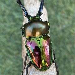 ニジイロクワガタ2令〜3令の画像