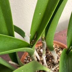 蘭ラン🌸🪴の画像