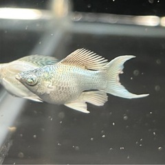 初リリース！ブルーアイターコイズバルーンライヤーモーリー　ペアの画像