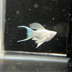 初リリース！ブルーアイターコイズバルーンライヤーモーリー　ペアの画像