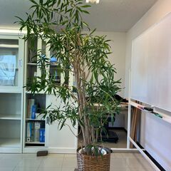 観葉植物（ドラセナ？）の画像