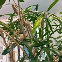 観葉植物（ドラセナ？）の画像