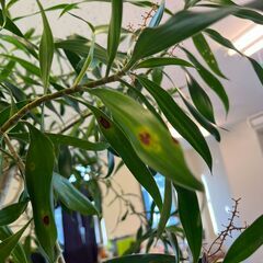 観葉植物（ドラセナ？）の画像