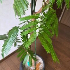 観葉植物　エバーフレッシュの画像