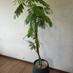観葉植物　エバーフレッシュの画像