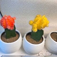 緋牡丹 キャンドルサボテン　3色セットの画像