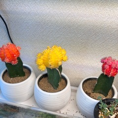 緋牡丹 キャンドルサボテン　3色セットの画像