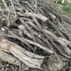 丸太　木材　薪の画像