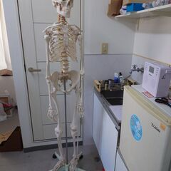骨模型の画像