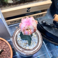 キャンドルサボテン　ピンク白グラデーション緋牡丹の画像