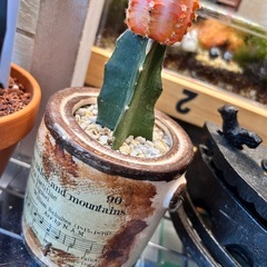 キャンドルサボテン　ピンク白グラデーション緋牡丹の画像