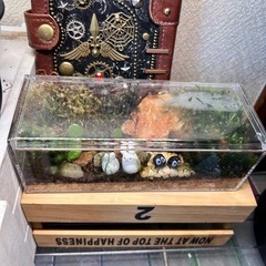 ハンドメイド　苔テラリウム①の画像