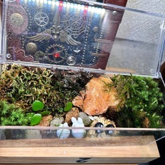 ハンドメイド　苔テラリウム①の画像