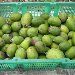 ■□フェイジョア（果実）約３．8㎏　＃2の画像