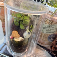 ハンドメイド　苔テラリウム③の画像