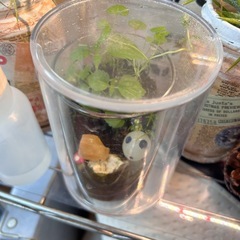 ハンドメイド　苔テラリウム③の画像