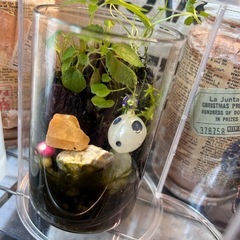 ハンドメイド　苔テラリウム③の画像