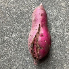 サツマイモ(B級 傷あり)の画像