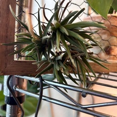 エアプランツ③の画像