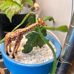 サボテン　キリン付き　ハンドメイドリメイク鉢ごとの画像