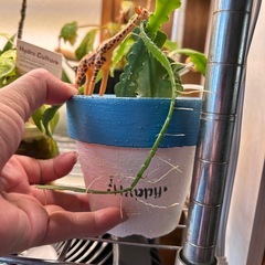 サボテン　キリン付き　ハンドメイドリメイク鉢ごとの画像