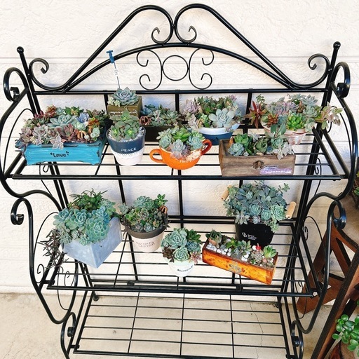 多肉植物とガーデニングラック
