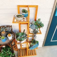 多肉植物とガーデニングラックの画像