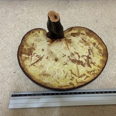 霊芝（マンネンダケ）の画像