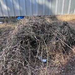 【早い方優先、残り1/3】伐採した木の幹と枯草　薪ストーブ、キャンプで使用するのはいかかですか？の画像