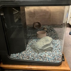 金魚，熱帯魚用水槽の画像