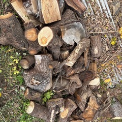 【無料】ヒマラヤスギ、丸太、薪 の画像
