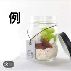 URBAN GREEN MAKERS テラリウム キットの画像