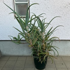 アロエ鉢植え①　高さ85cmの画像
