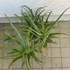 アロエ鉢植え①　高さ85cmの画像