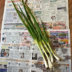 12/1収穫⭐︎採れたて九条ネギの画像