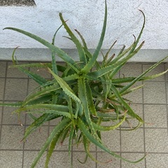 アロエ鉢植え② 高さ75cmの画像