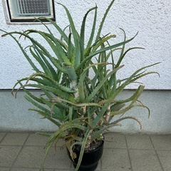 アロエ鉢植え② 高さ75cmの画像