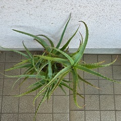 アロエ鉢植え③ 高さ78cmの画像