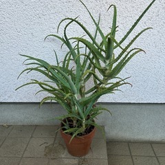 アロエ鉢植え③ 高さ78cmの画像